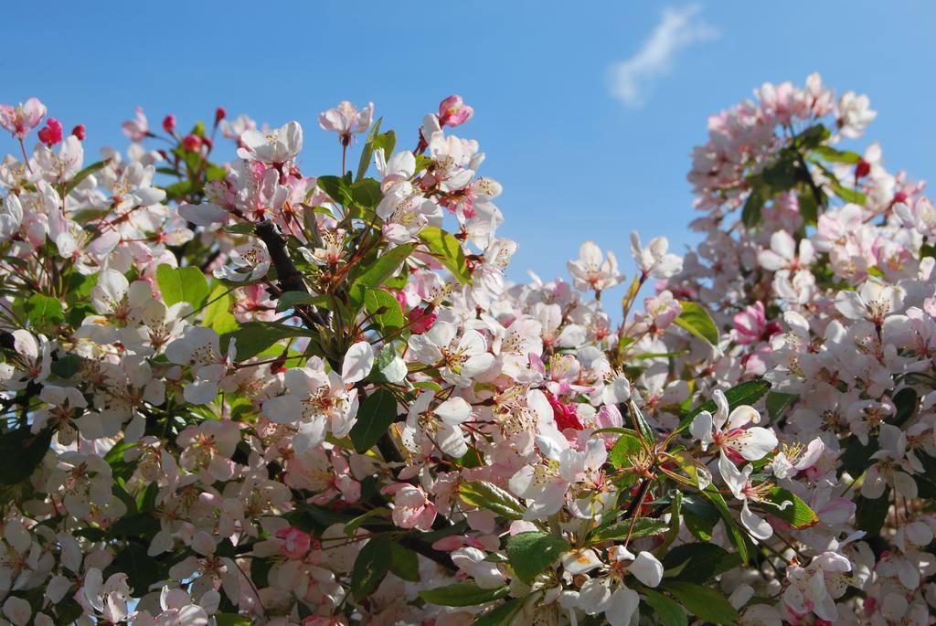 Carden Holiday Cottages - Elgin Crook of Alves 部屋 写真
